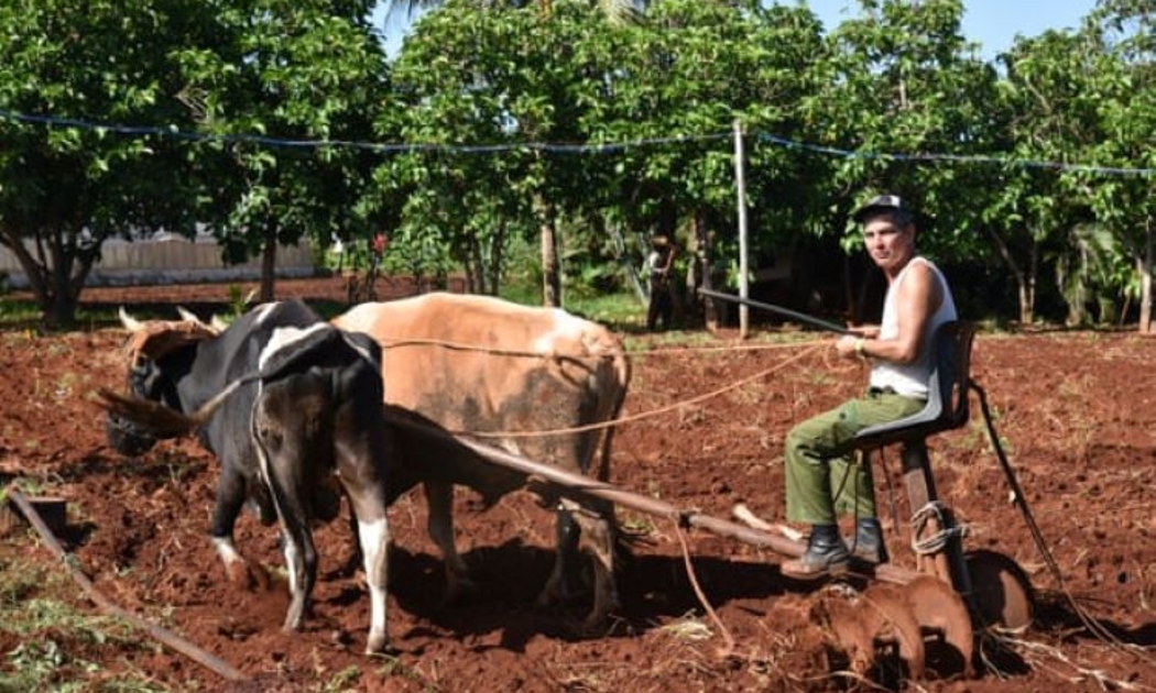 Làm đất sản xuất nông nghiệp tại Cuba.
