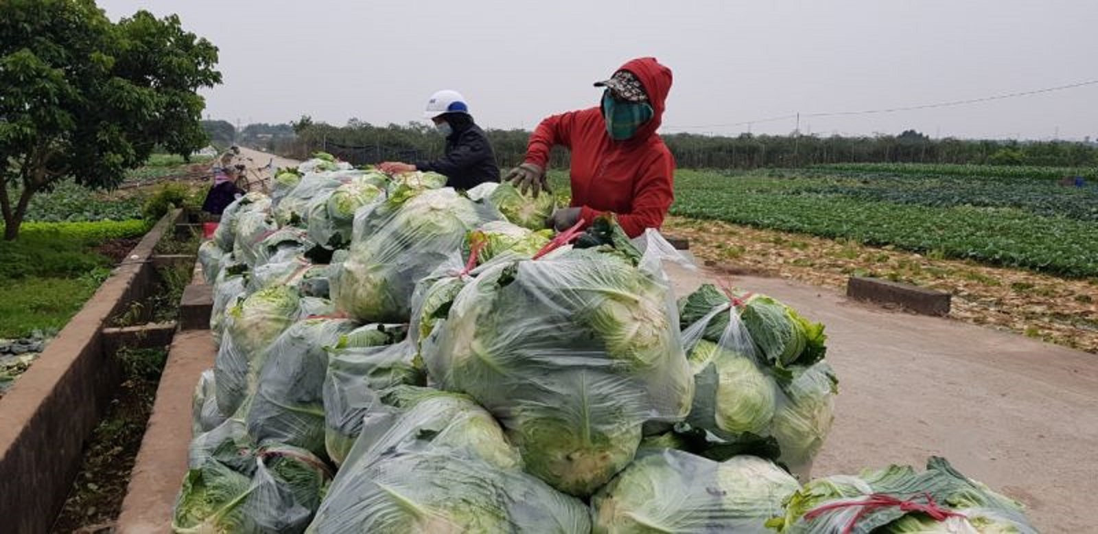 Nông dân xã Song Phương đóng túi rau chờ thương lái đến thu mua.