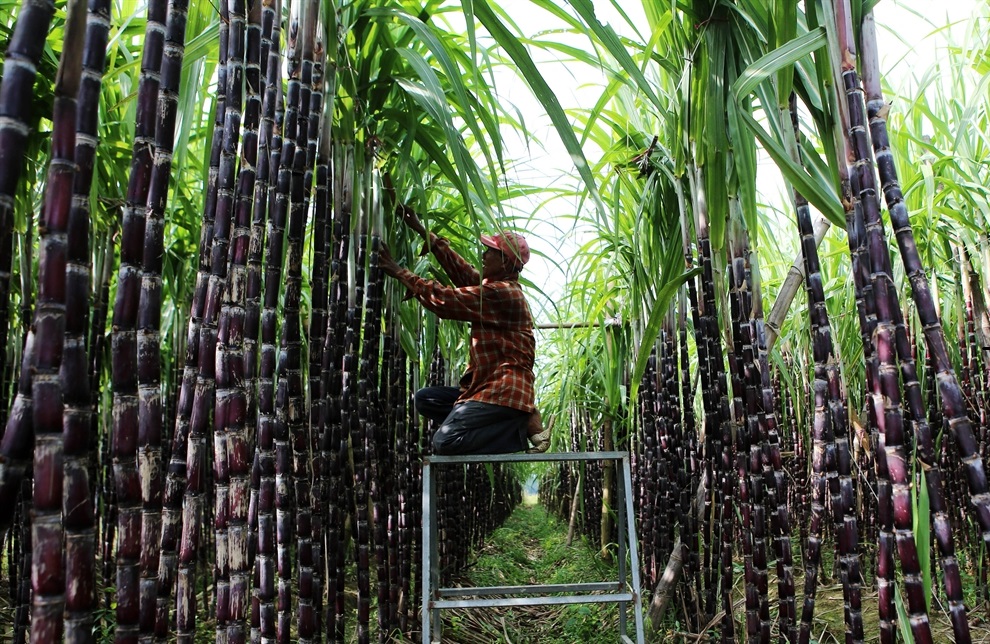 Đường mía nhập khẩu gây khó khăn cho ngành sản xuất trong nước.