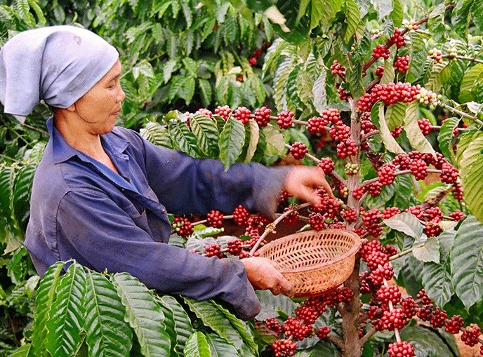 8 tháng đầu năm 2021, xuất khẩu cà phê của Việt Nam đạt 1,08 triệu tấn.