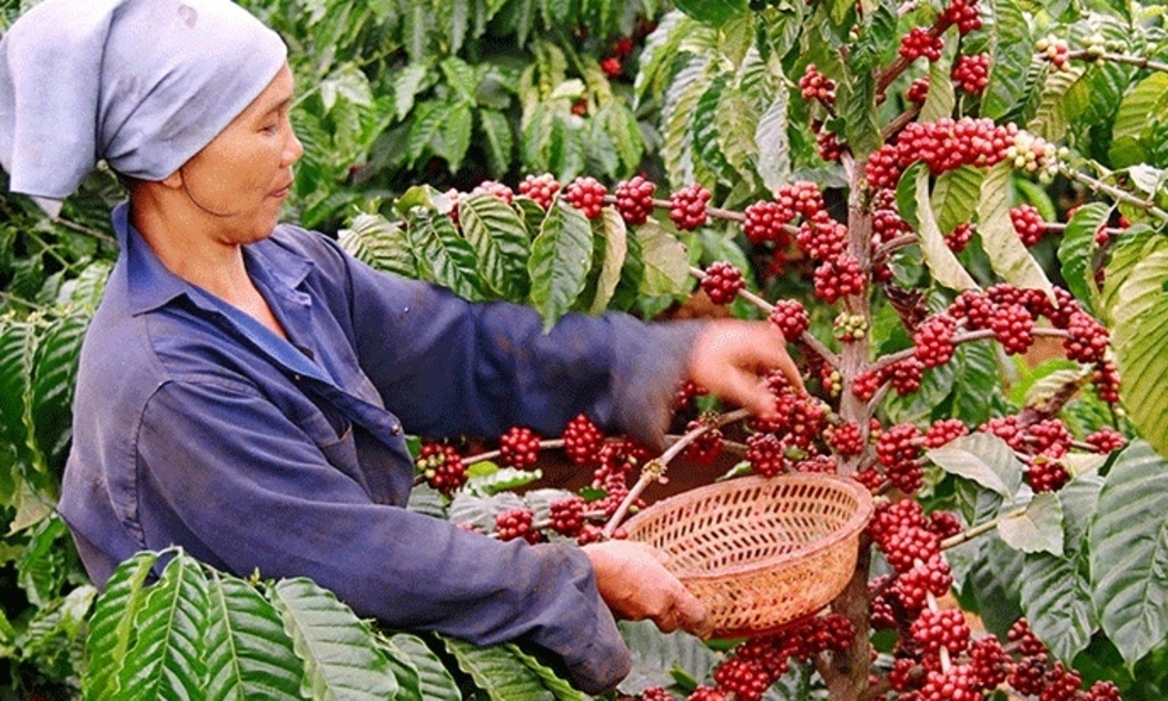 8 tháng đầu năm 2021, xuất khẩu cà phê của Việt Nam đạt 1,08 triệu tấn.