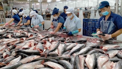 New long-term strategy needed for pangasius industry