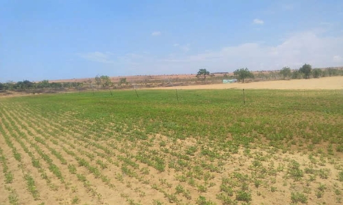 Long An: 36 ha đất trồng lúa được chuyển đổi để thực hiện dự án Hoa viên Phước Đông