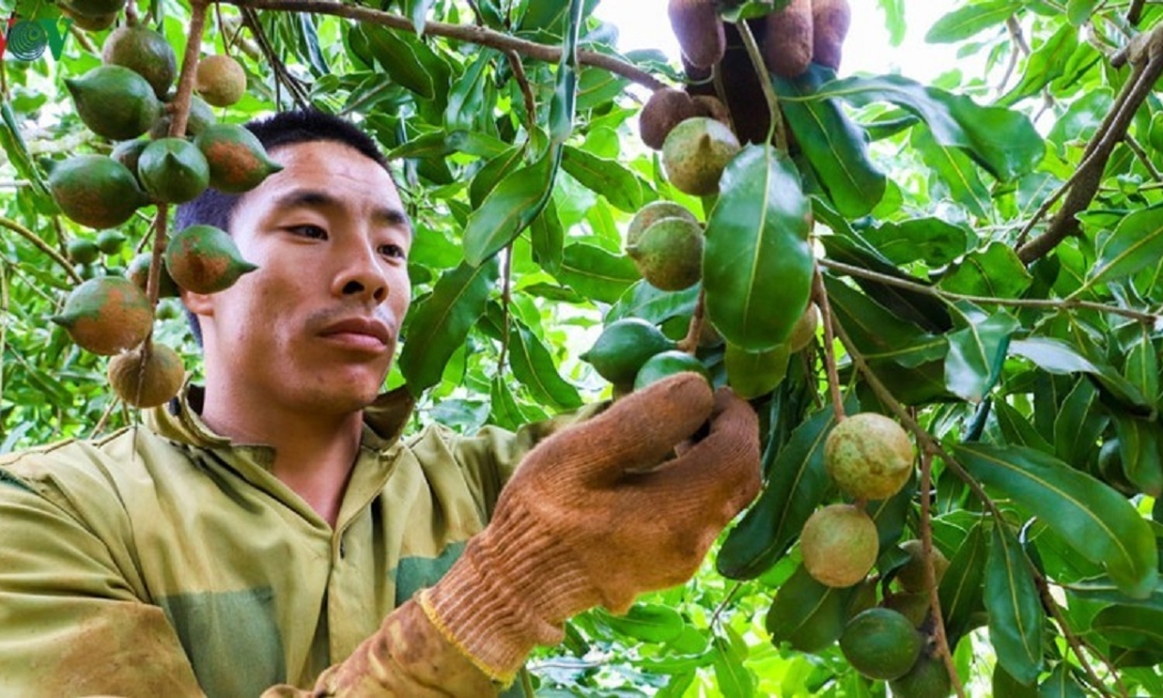 Mắc ca nhiều triển vọng để phát triển.