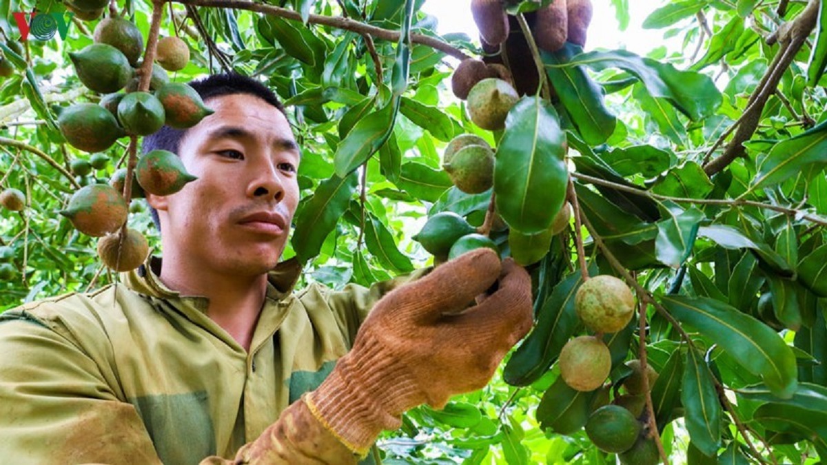 Mắc ca nhiều triển vọng để phát triển.