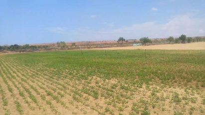 Rice land transferred in Long An for industrial projects