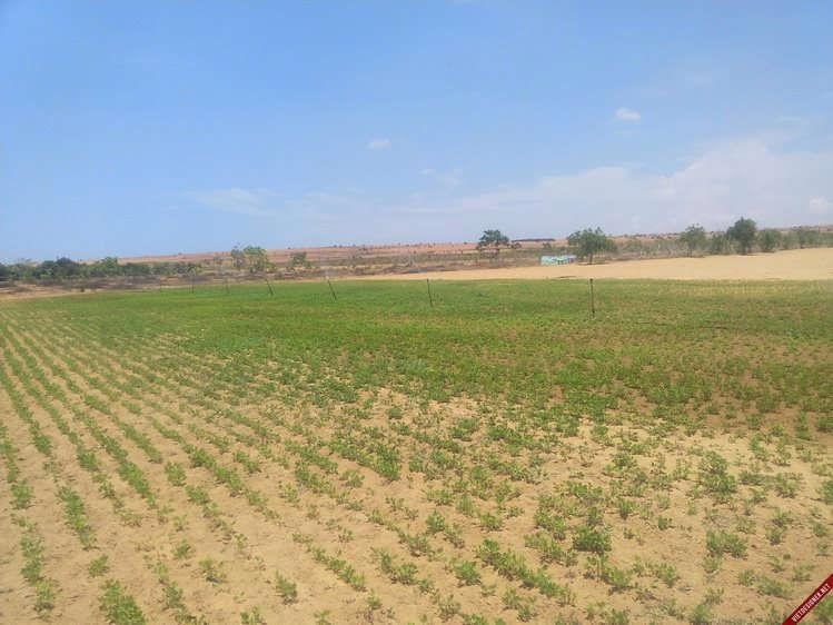 Rice land transferred in Long An for industrial projects