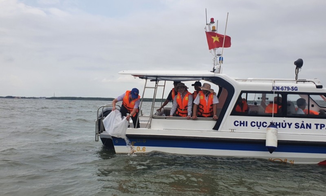 10.000 con cá mú đen và 20.000 con cá chẽm được thả xuống vùng biển tại khu vực vịnh Gành Rái, huyện Cần Giờ.