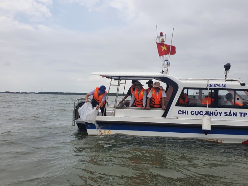 10.000 con cá mú đen và 20.000 con cá chẽm được thả xuống vùng biển tại khu vực vịnh Gành Rái, huyện Cần Giờ.