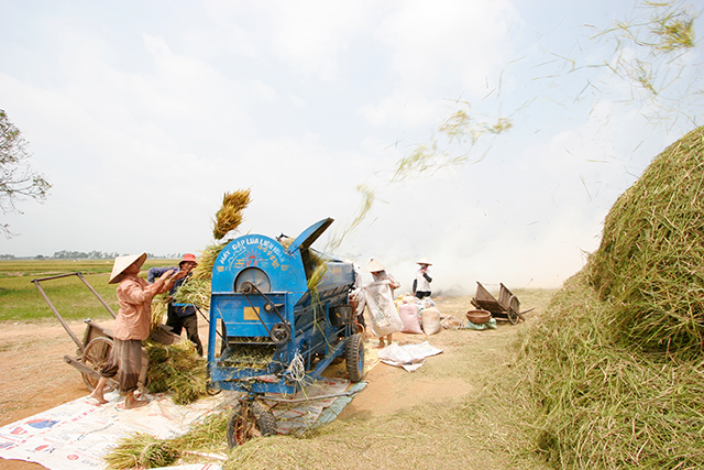 Nông nghiệp vẫn vững vàng trong đại dịch
