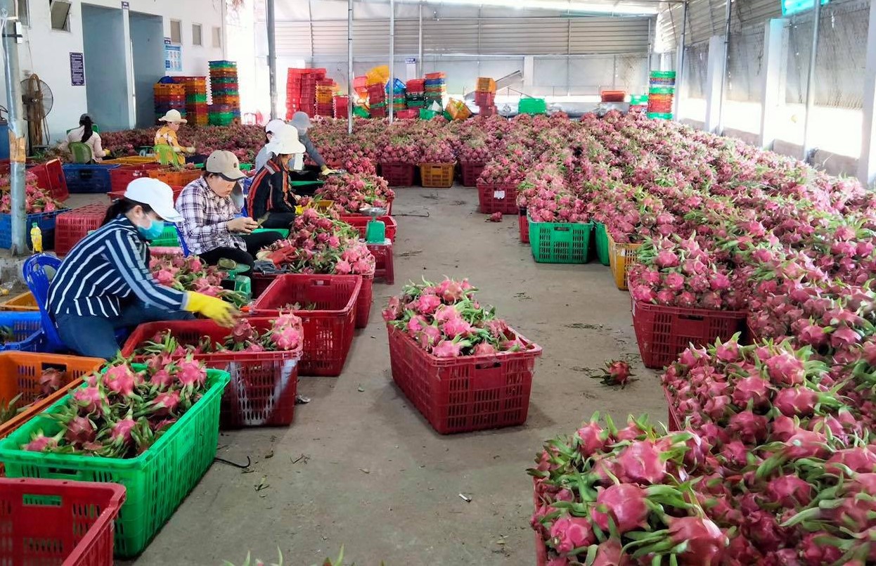 Cơ hội cho thanh long Bình Thuận vào Nhật Bản và các thị trường khó tính.