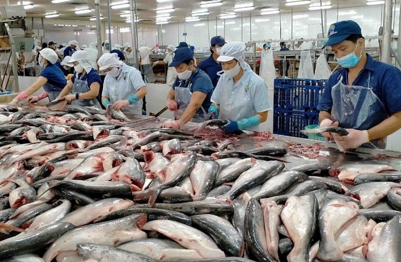 Doanh nghiệp giữ vững thị trường xuất khẩu cá tra.
