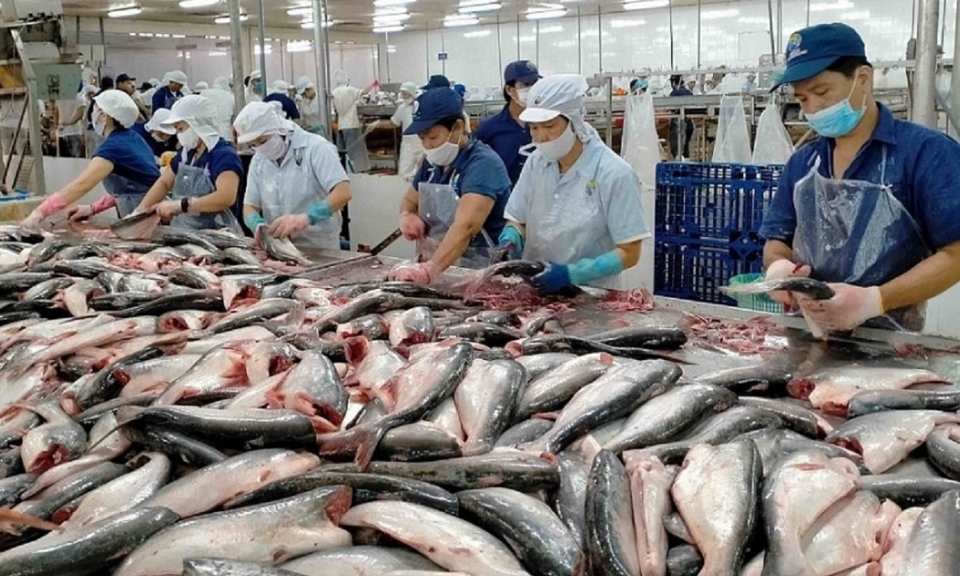 Doanh nghiệp giữ vững thị trường xuất khẩu cá tra.