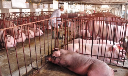 Giải pháp nào cho 1,5 triệu con lợn quá lứa đang ứ đọng?