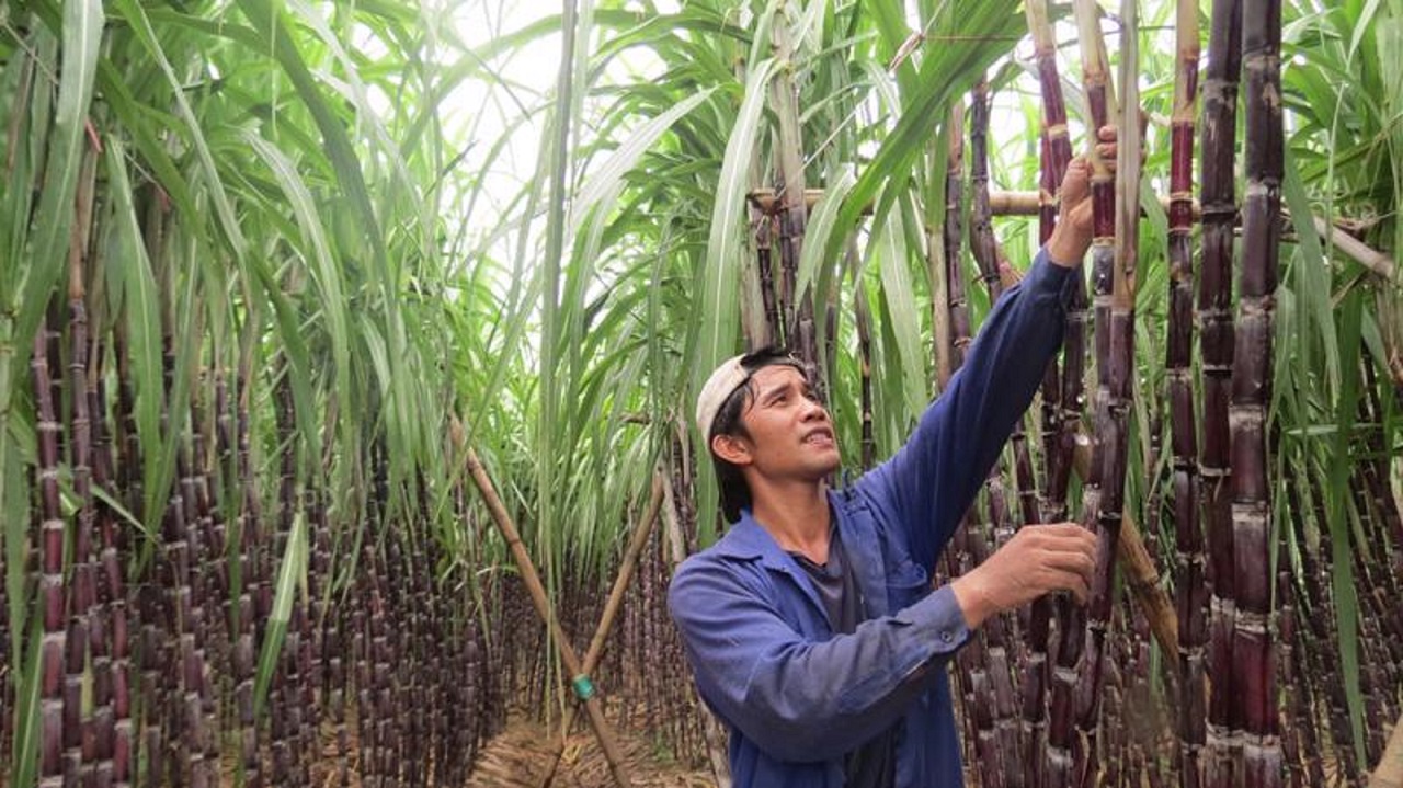 Đường mía nhập khẩu gây khó khăn cho sản xuất trong nước.
