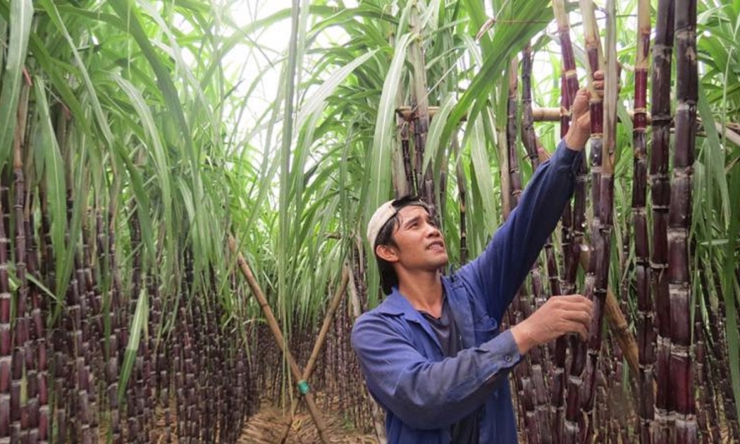 Đường mía nhập khẩu gây khó khăn cho sản xuất trong nước.