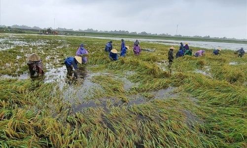 Đề xuất tăng độ phủ bảo hiểm nông nghiệp, ngân sách hỗ trợ gần 85 tỷ đồng/năm
