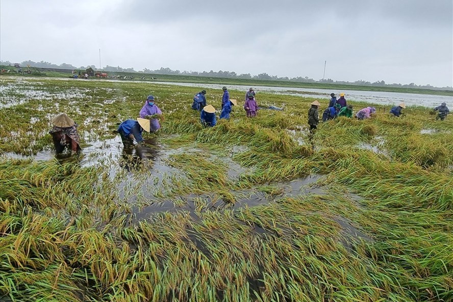 Dự kiến sẽ bổ sung một số địa phương được hỗ trợ bảo hiểm nông nghiệp.