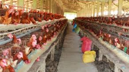 Livestock industry aiming to become billion-dollar exporter