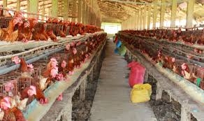 Livestock industry aiming to become billion-dollar exporter