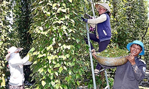 Xuất khẩu hồ tiêu quyết giành lại mốc tỷ USD