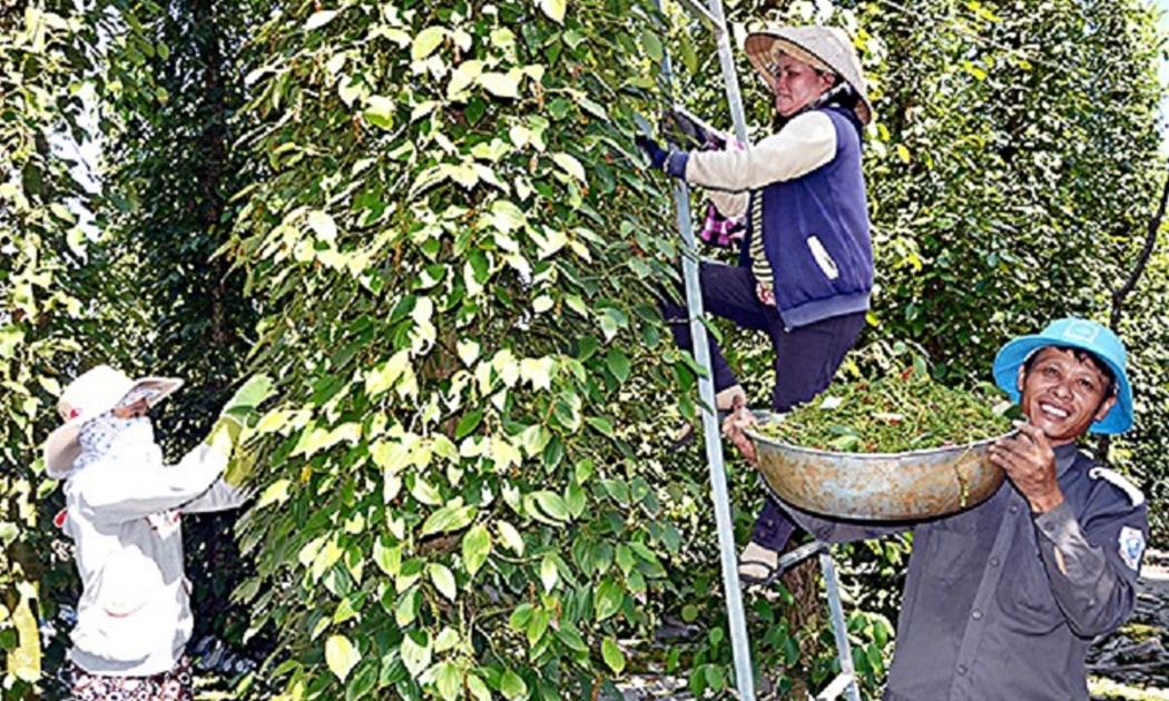 Hạt tiêu đang trở lại thời hoàng kim