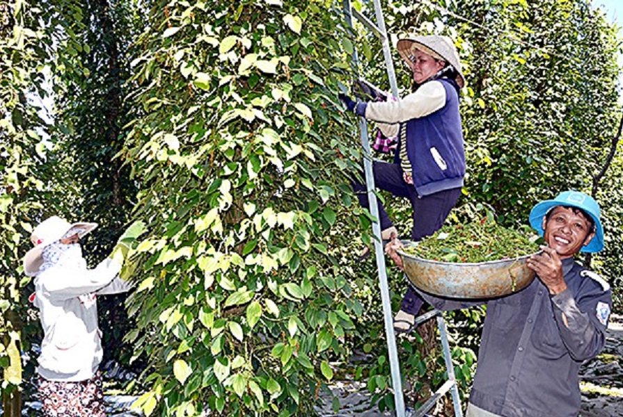 Hạt tiêu đang trở lại thời hoàng kim