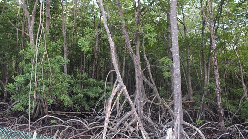 Ba Ria-Vung Tau to recover land for projects