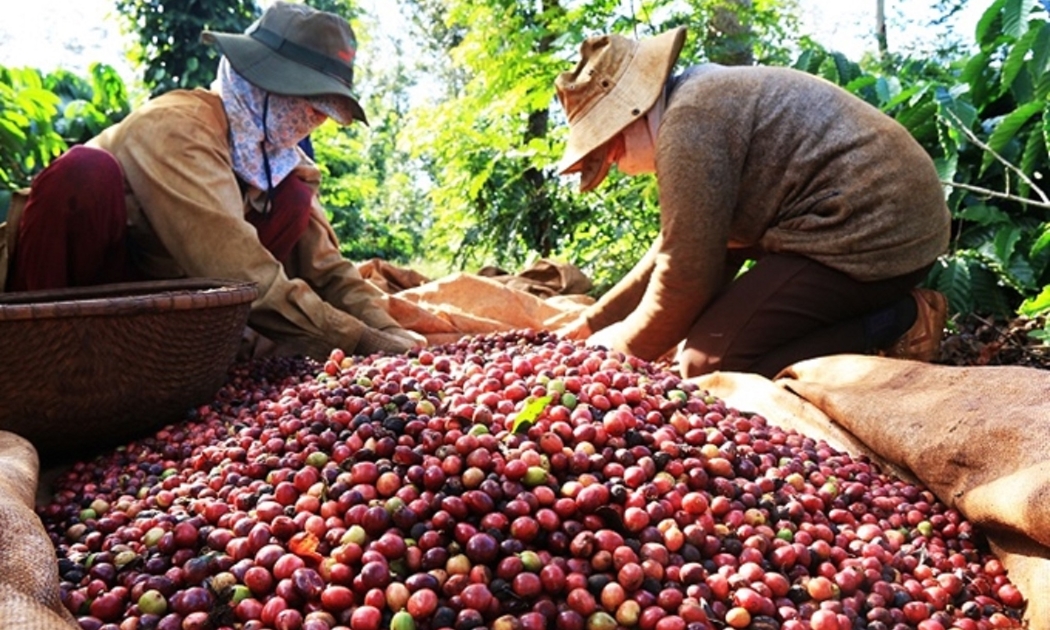 Nông dân trồng cà phê hứng khởi bước vào vụ thu hoạch mới.