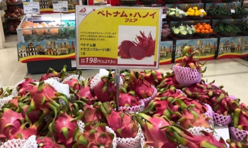 Làm thế nào để quả thanh long giữ thị phần số 1 tại Nhật Bản?