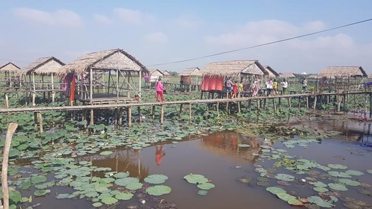 Trồng sen để sản xuất tơ ở Đồng Tháp 