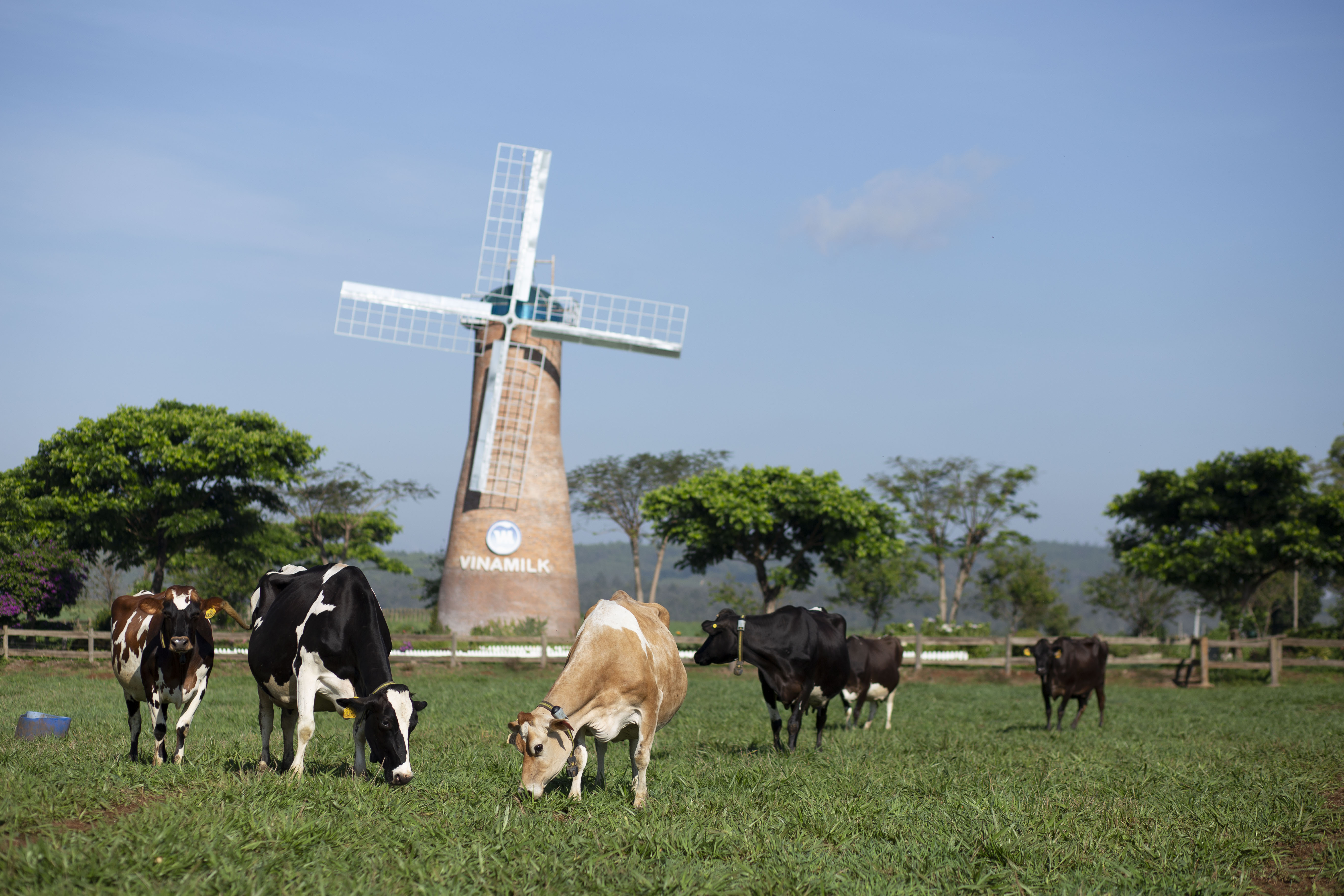Vinamilk hiện c&oacute; 2 trang trại b&ograve; sữa organic tại Việt Nam v&agrave; dự &aacute;n tổ hợp trang trạiorganic tại L&agrave;o dự kiến sẽ đi v&agrave;o hoạt động đầu năm 2022.