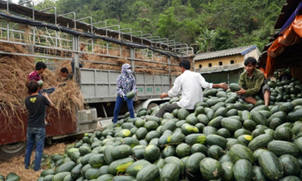 Xuất khẩu dưa hấu sang Trung Quốc sắp tới sẽ gặp nhiều khó khăn.