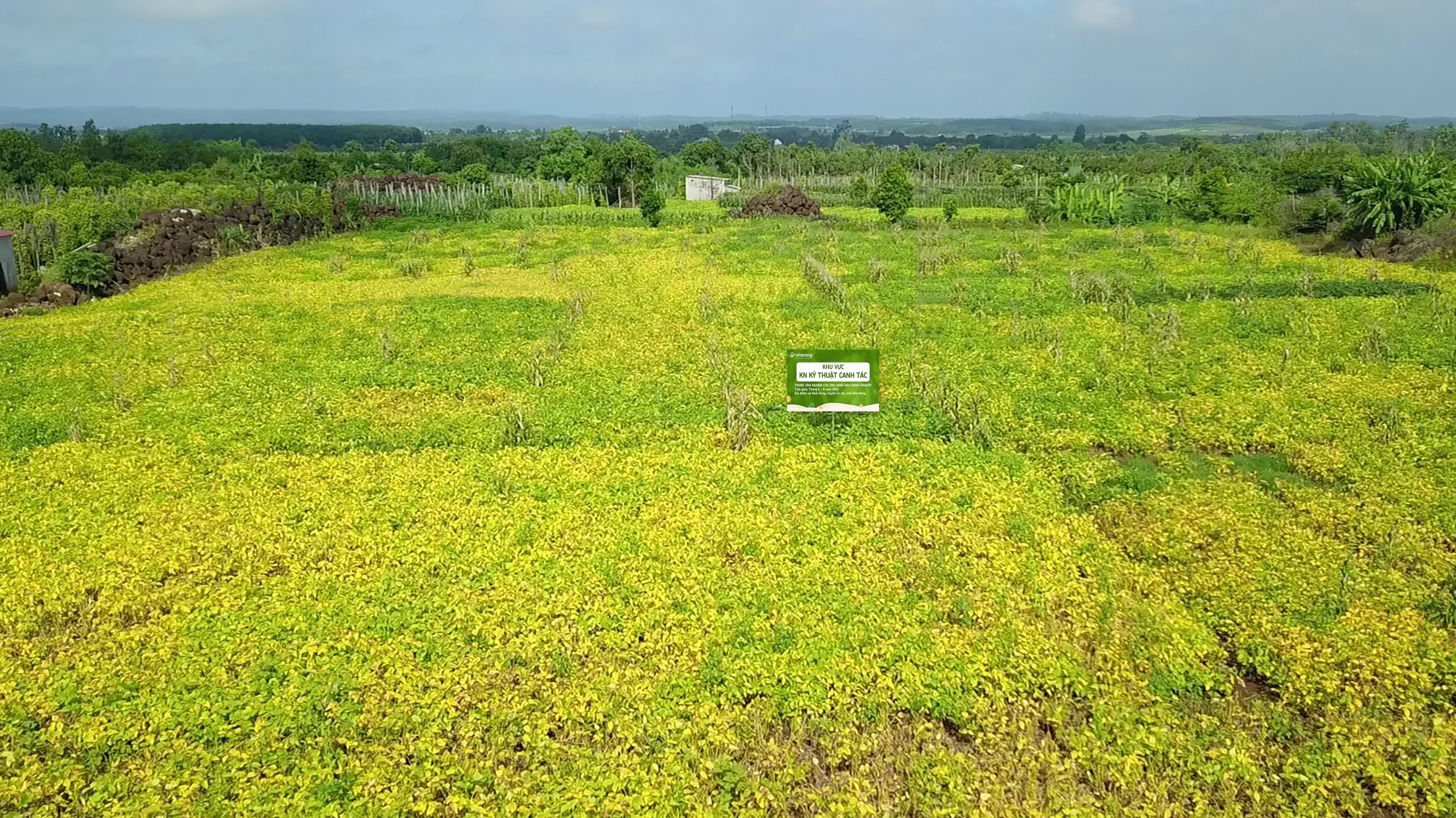 Cánh đồng đậu nành của Vinasoy tại huyện Cư Jút - tỉnh Đăk Nông.