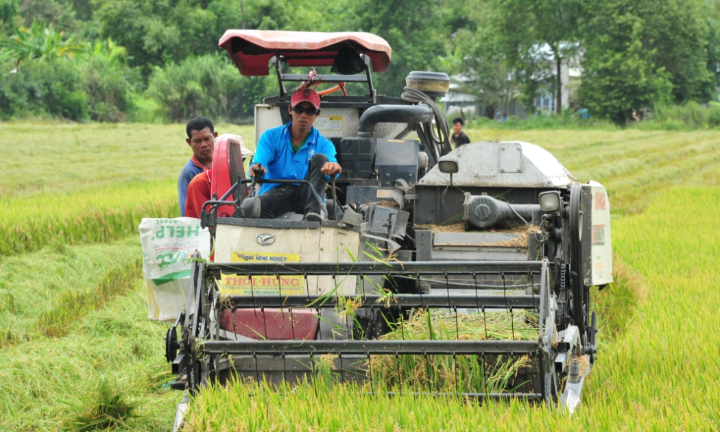 Thu hoạch lúa gạo ở Đồng bằng sông Cửu Long.