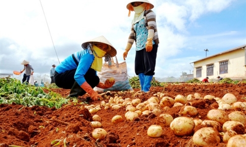 Phấn đấu đạt 34.000 tỷ đồng rau màu hàng hóa vụ đông 2021