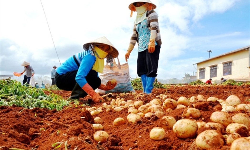 Khoai tây là một trong những cây vụ đông cho giá trị cao.