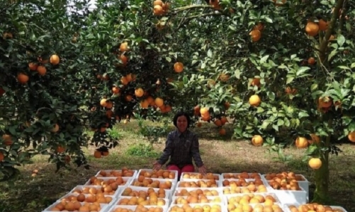 Mùa cam Hà Giang, Hoà Bình đi chợ online