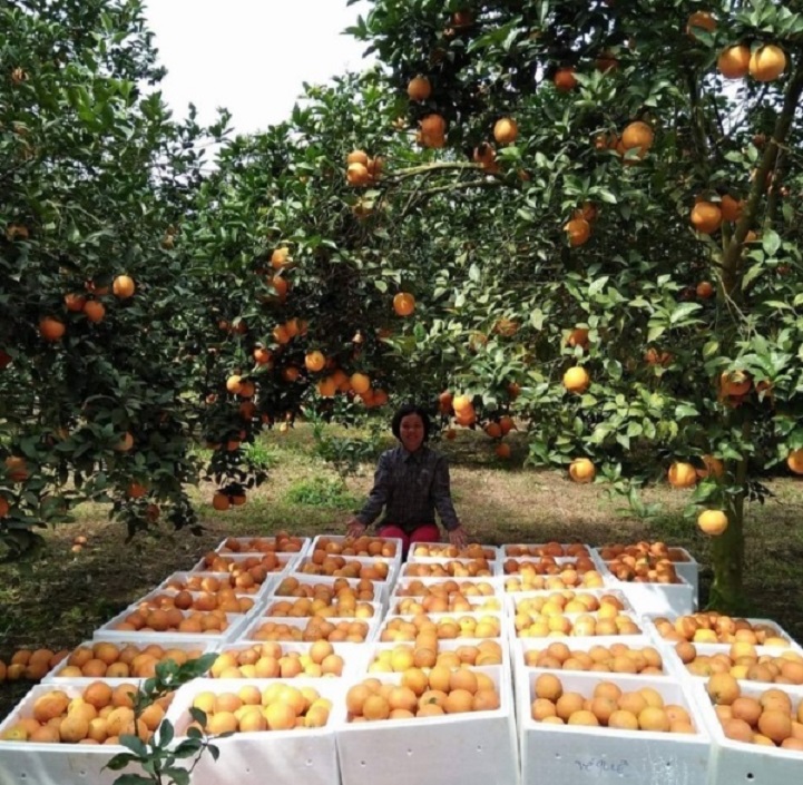 Bà con nông dân trồng cam thực hiện các buổi livestream trực tiếp tại vườn.