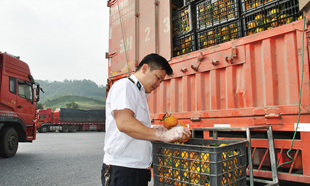 Nhập khẩu nông sản cần kiểm dịch.