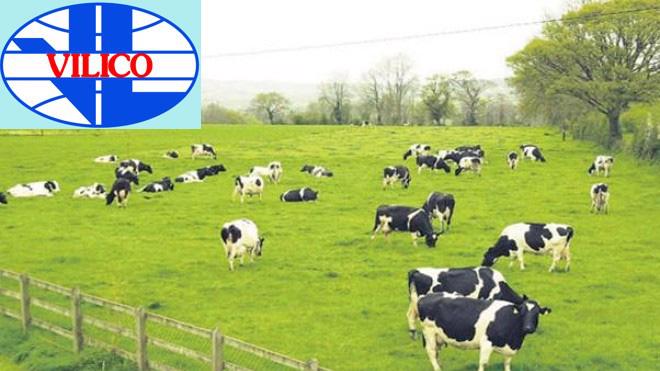 Ưu điểm của phương án sáp nhập này là cho phép VLC thực hiện tăng quy mô vốn mà không phải huy động từ bên ngoài, không làm giảm lưu lượng tiền mặt của VLC.