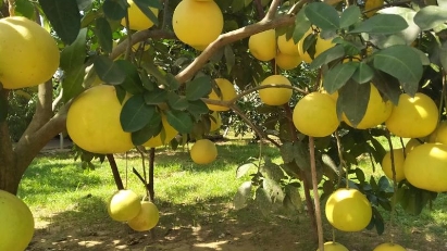 E-commerce portal for agricultural products launched