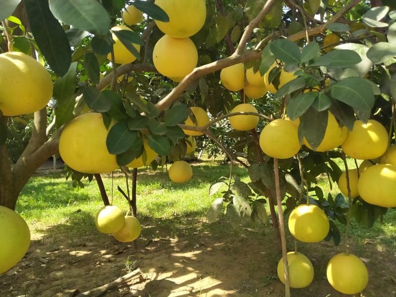 E-commerce portal for agricultural products launched