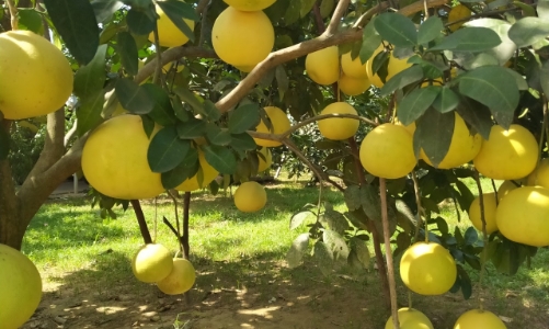 Vận hành Cổng thông tin hỗ trợ sản xuất, đưa nông sản lên sàn thương mại điện tử