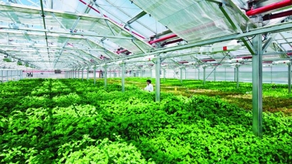 Can Tho revokes high-tech agriculture project