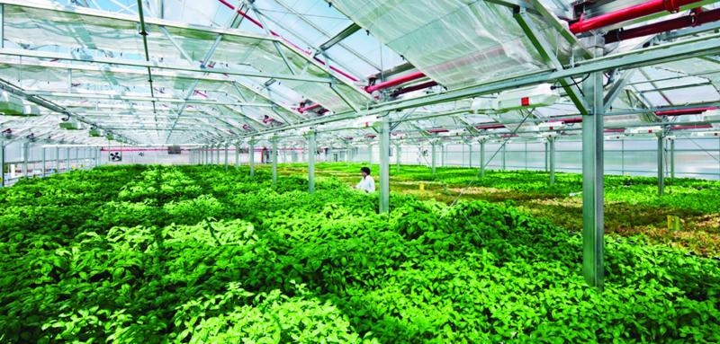 Can Tho revokes high-tech agriculture project