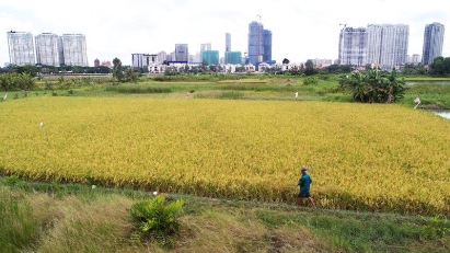 HCMC to change land use purpose of rice plots