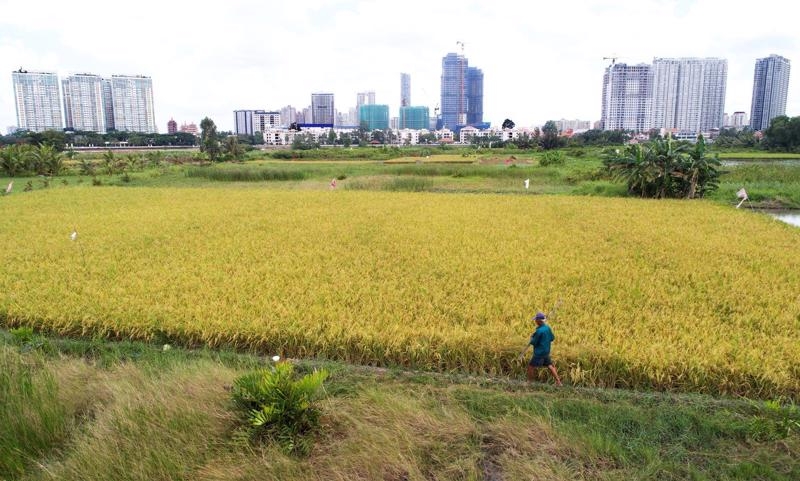 HCMC to change land use purpose of rice plots