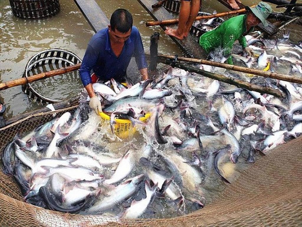 Nuôi cá tra đang gặp nhiều khó khăn.