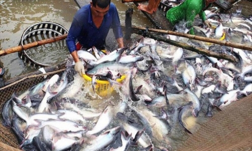 Xuất khẩu cá tra “nhọc nhằn” về đích cuối năm